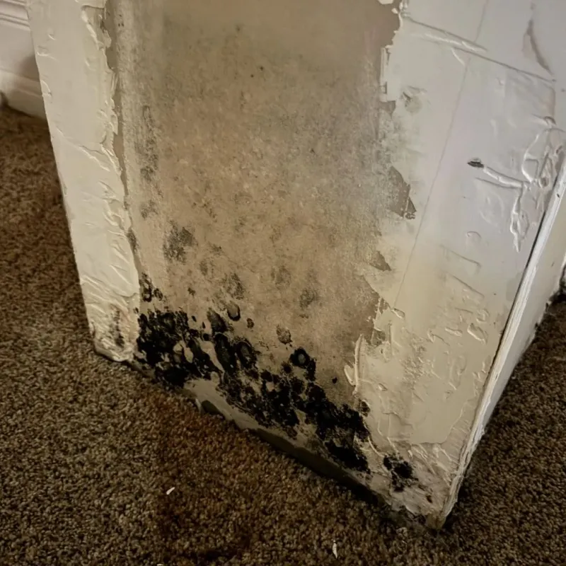 Professional Mold Removal in Irwinton, GA